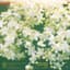 Elderflower album art