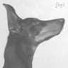 Dogs album art